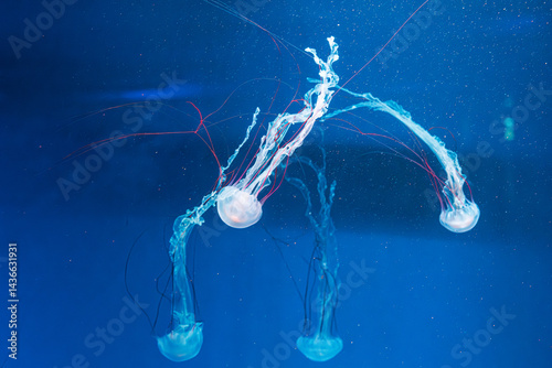 underwater photography jellyfish Purple striped jelly. Chrysaora colorata