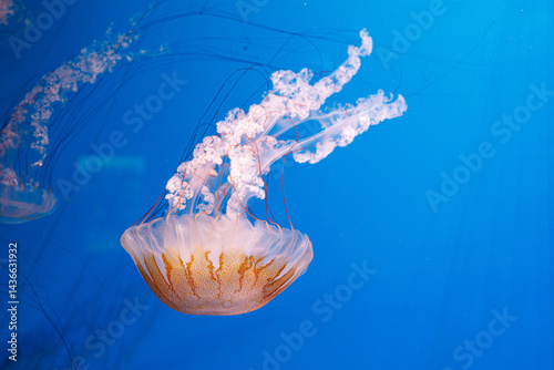 Obraz na płótnie underwater photography jellyfish Chrysaora plocamia, South American sea nettle w salonie