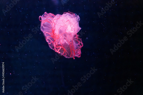 Obraz na płótnie underwater photography jellyfish chrysaora melanaster, Northern Sea Nettle or brown jellyfish w salonie