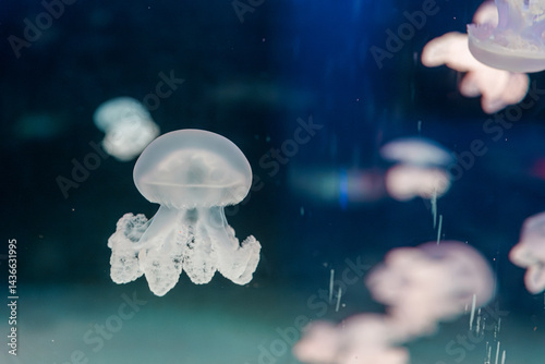 underwater photography jellyfish lychnorhiza lucerna, Marble jellyfish