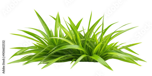Lush green grass bush isolated on transparent background, fresh natural plant for eco, garden, and landscaping concepts