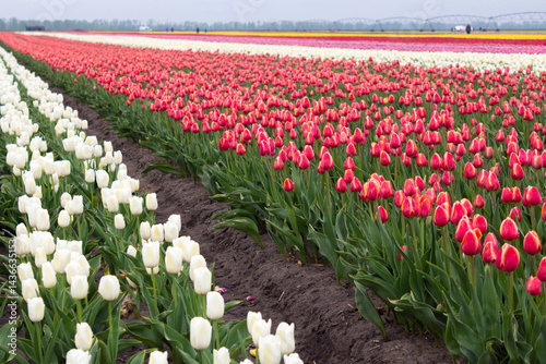 Many colorful tulips on fields during spring. Tulips are grown in rows by variety.