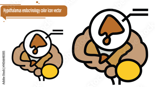 Hypothalamus endocrinology color icon vector