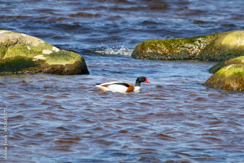 Common shelduck (Tadorna tadorna). Wild life animal.
