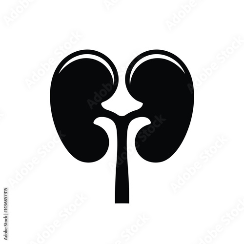 Anatomical Kidney Structure Kidney Health and Medical Information Human Kidney Vector Silhouette Renal System