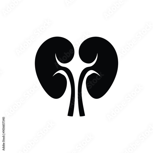 Kidney Anatomy Illustration Human Renal System Black and White Drawing Medical Organ Healthcare Concept