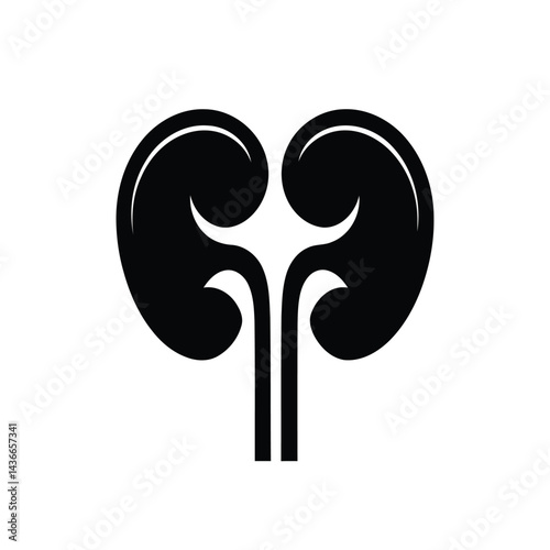Human Kidney Illustration of Anatomy Urology Organ Nephrology Medical Graphic and Health Treatment Concept