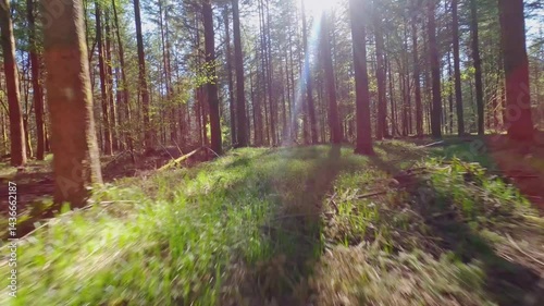 fpv drone flying towards the sun low to to the ground in pine tree forest on a sunny spring day in Vosges region