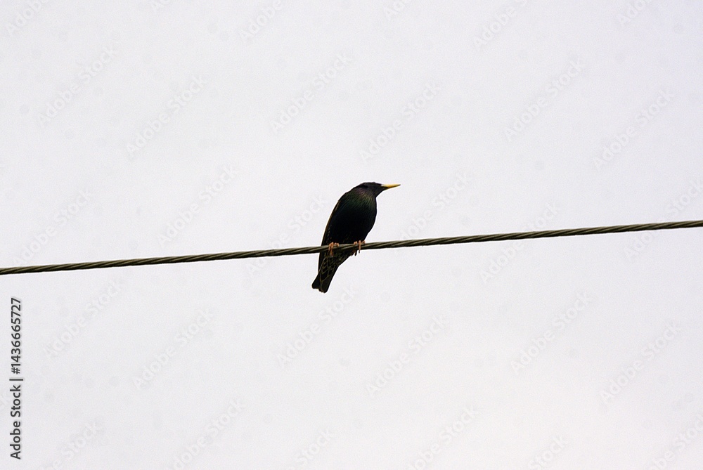 Oiseau sur un fil .