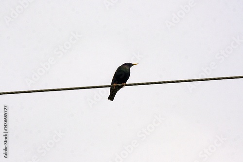 Obraz na płótnie Oiseau sur un fil . w salonie