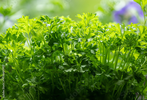 Bild auf Leinwand Parsley (Petroselinum) is a genus of biennial plants in the Apiaceae family, whose members are widely used in the food industry