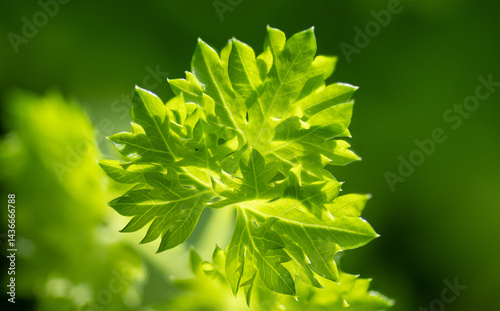 Parsley (Petroselinum) is a genus of biennial plants in the Apiaceae family, whose members are widely used in the food industry. It originates from the eastern Mediterranean and has spread throughout 