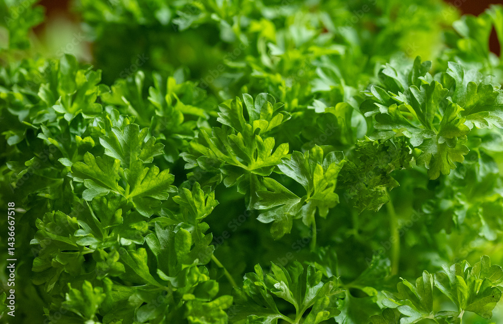 Parsley (Petroselinum) is a genus of biennial plants in the Apiaceae family, whose members are widely used in the food industry. It originates from the eastern Mediterranean and has spread throughout Parsley (Petroselinum) is a genus of biennial plants in the Apiaceae family, whose members are widely used in the food industry. It originates from the eastern Mediterranean and has spread throughout