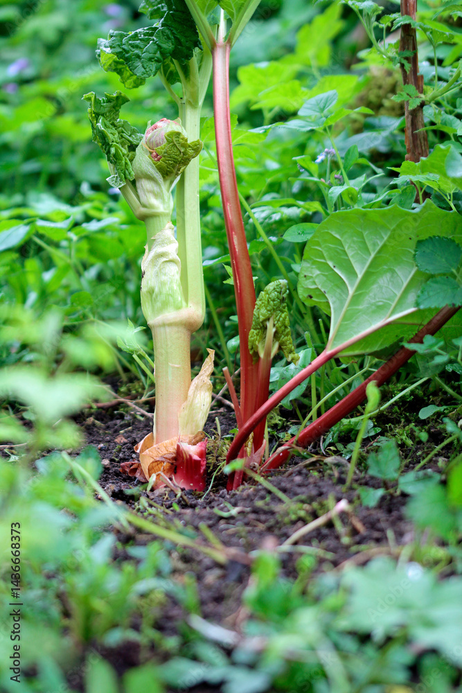 Fototapeta premium common rhubarb in the garden