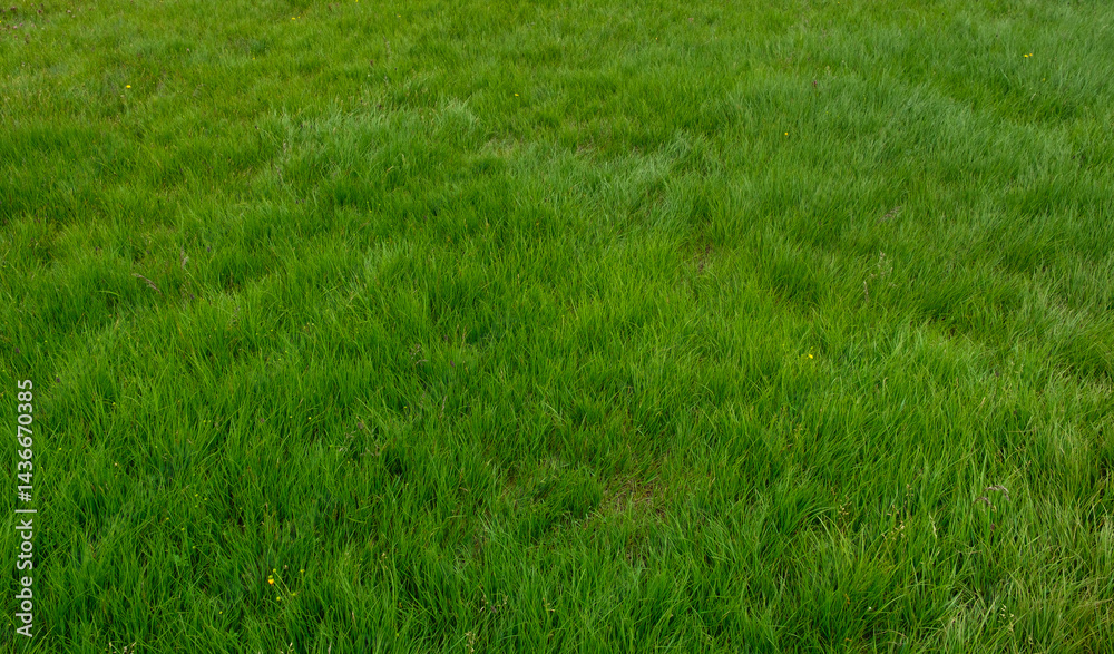 Grass background, field or lawn with fresh green grass as background Grass background, field or lawn with fresh green grass as background