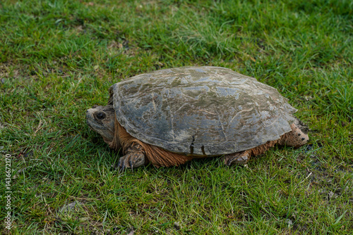 Large snappy turtle found in Pennsylvania. Side view.