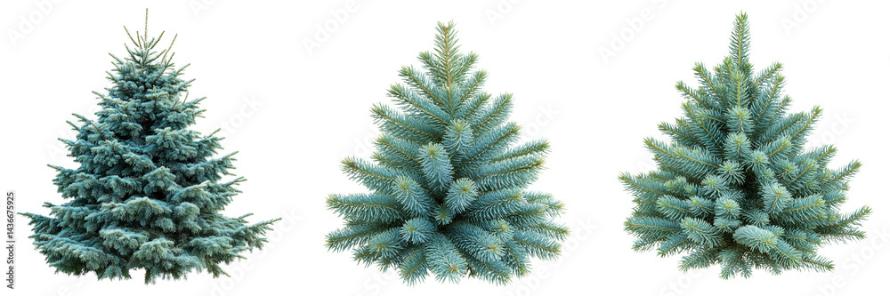 A set of single Picea pungens Colorado Blue Green Spruce tree showcasing blue-green needles isolated on a clean white background A set of single Picea pungens Colorado Blue Green Spruce tree showcasing blue-green needles isolated on a clean white background