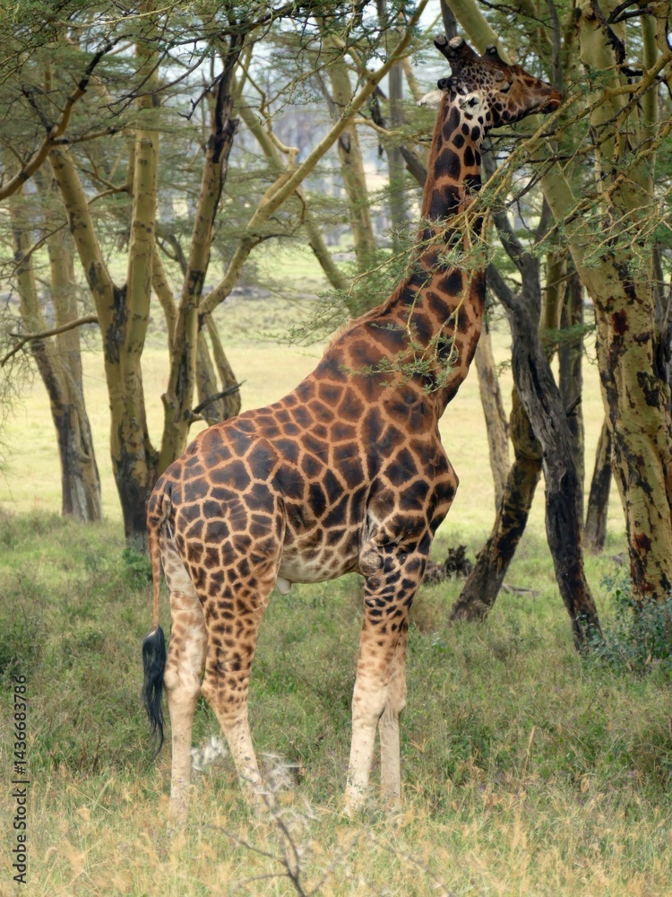 Long-necked giraffe reaching acacia leaves, symbolizing wilderness survival amid golden savannah grasslands Long-necked giraffe reaching acacia leaves, symbolizing wilderness survival amid golden savannah grasslands