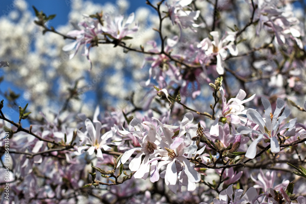 beautiful flowers of bushes in the park in spring. beautiful flowers of bushes in the park in spring.
