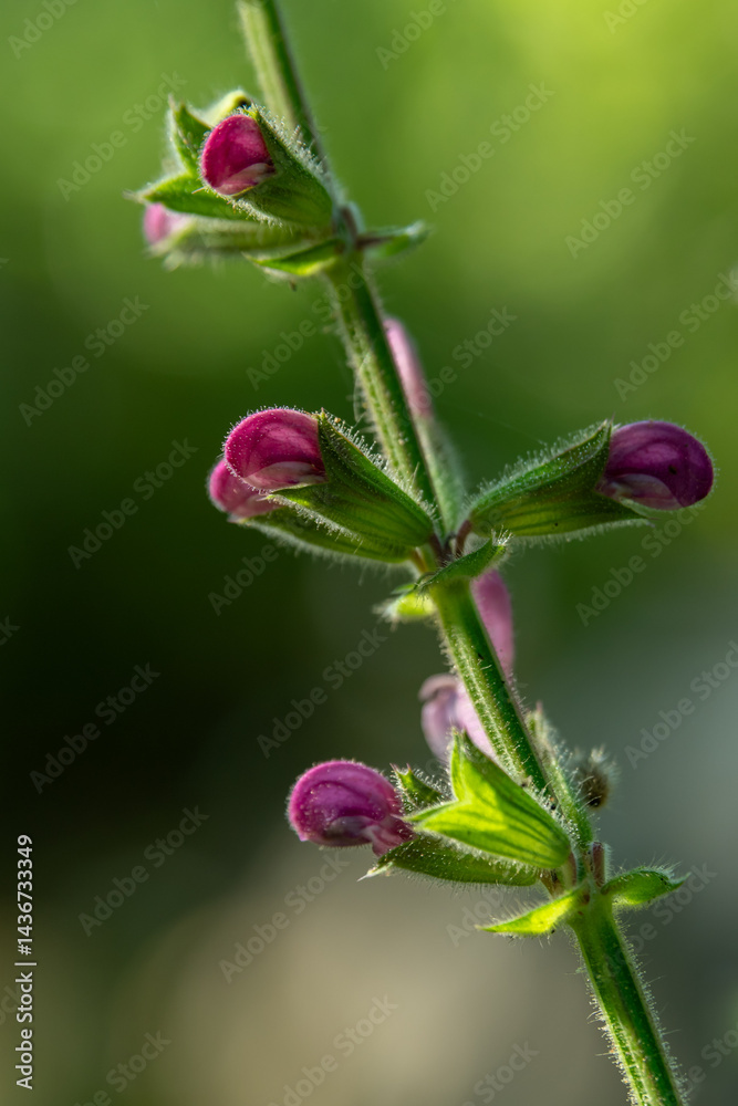 Close up of the buds of Jerusalem salvia or Jerusalem sage scientific name Salvia hierosolymitana growing wild in northern Israel.
