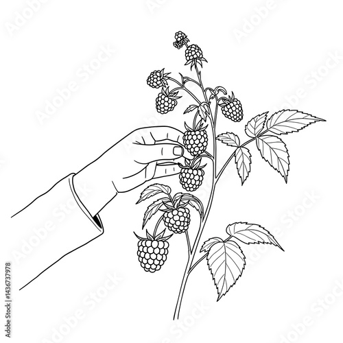 Hand Picking Raspberries from a Plant  