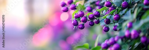 beautiful deadly nightshade