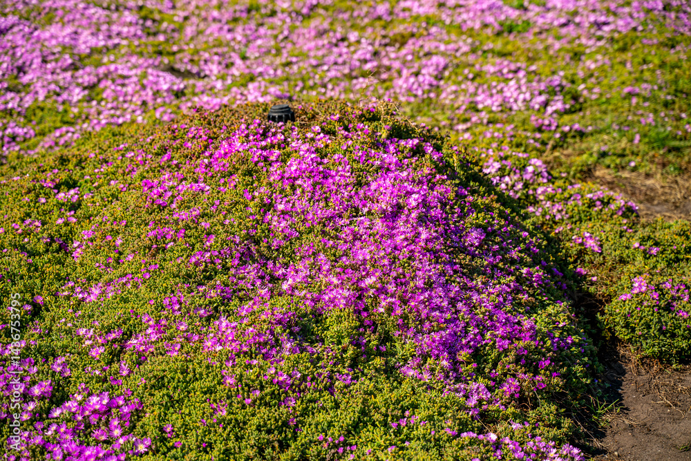 Obraz premium Close-up of Carpobrotus Edulis (Purple Carpet of Ice Plant) 