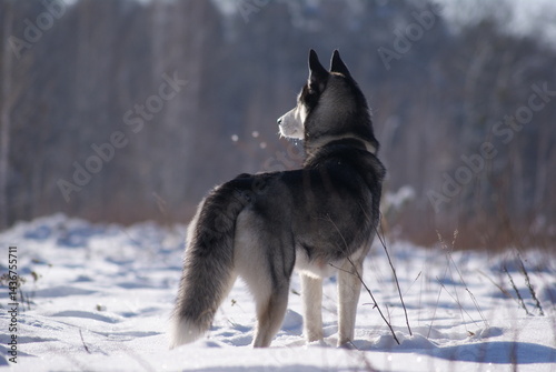 siberian husky on the snow