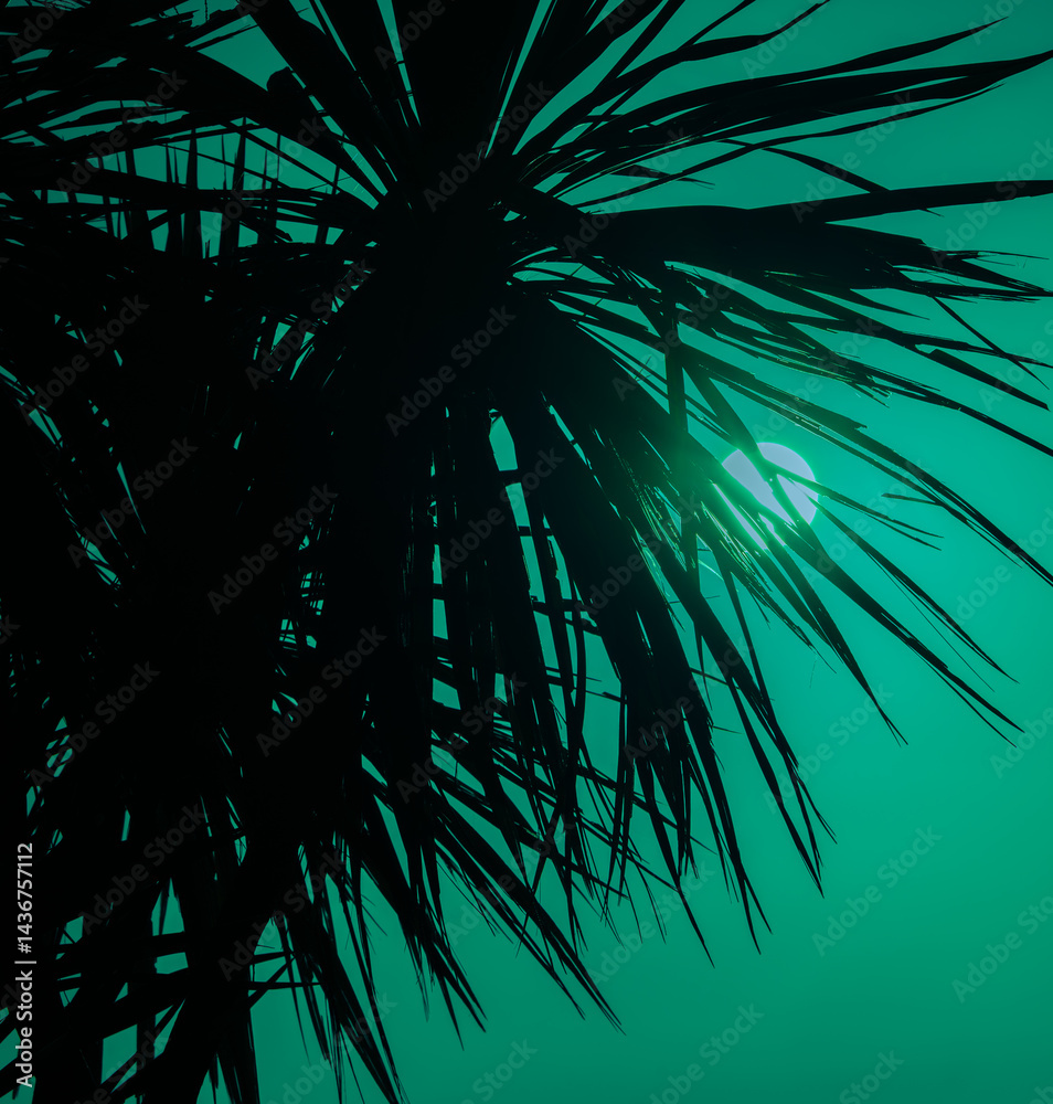 New Zealand cabbage tree in silhouette