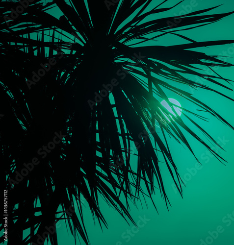 Obraz na płótnie New Zealand cabbage tree in silhouette w salonie