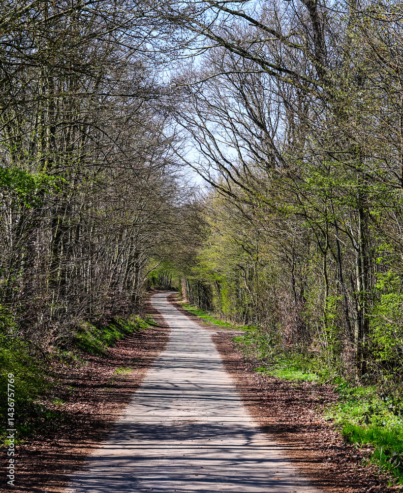 Fototapeta premium Narrow asphalt road winding through spring forest