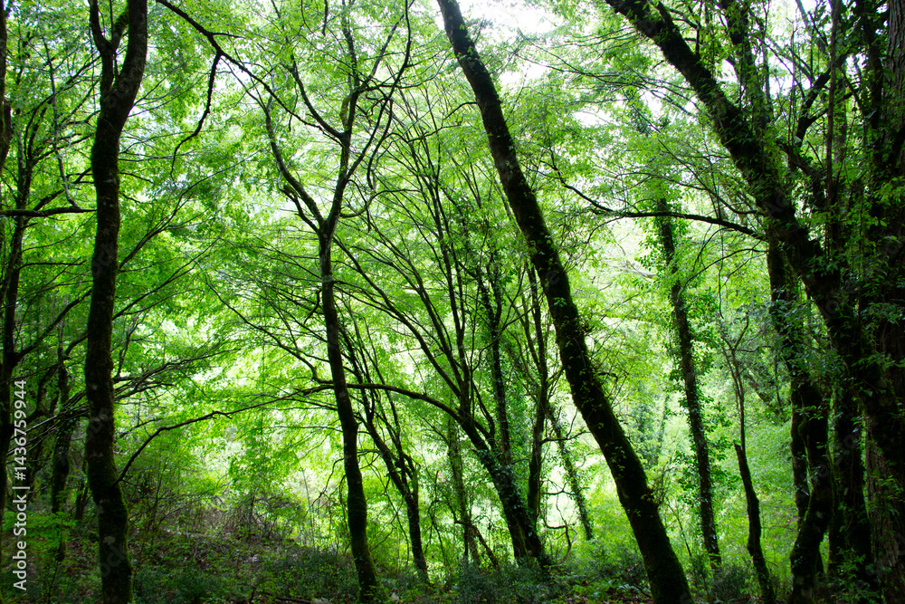 Fototapeta premium Green forest in spring. Beauty in nature. Forest landscape. Idyllic scene.