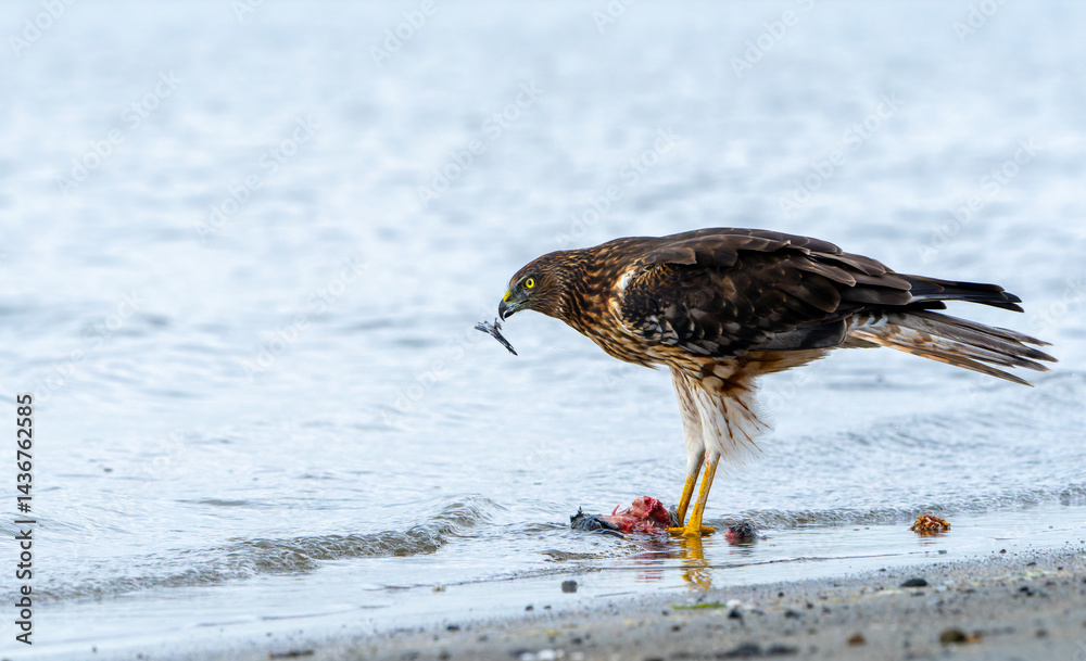 Australasian harrier or Circus approximans with recently caught prey at waters edge making a meal of it