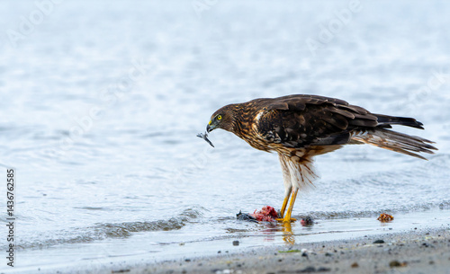 Obraz na płótnie Australasian harrier or Circus approximans with recently caught prey at waters edge making a meal of it w salonie