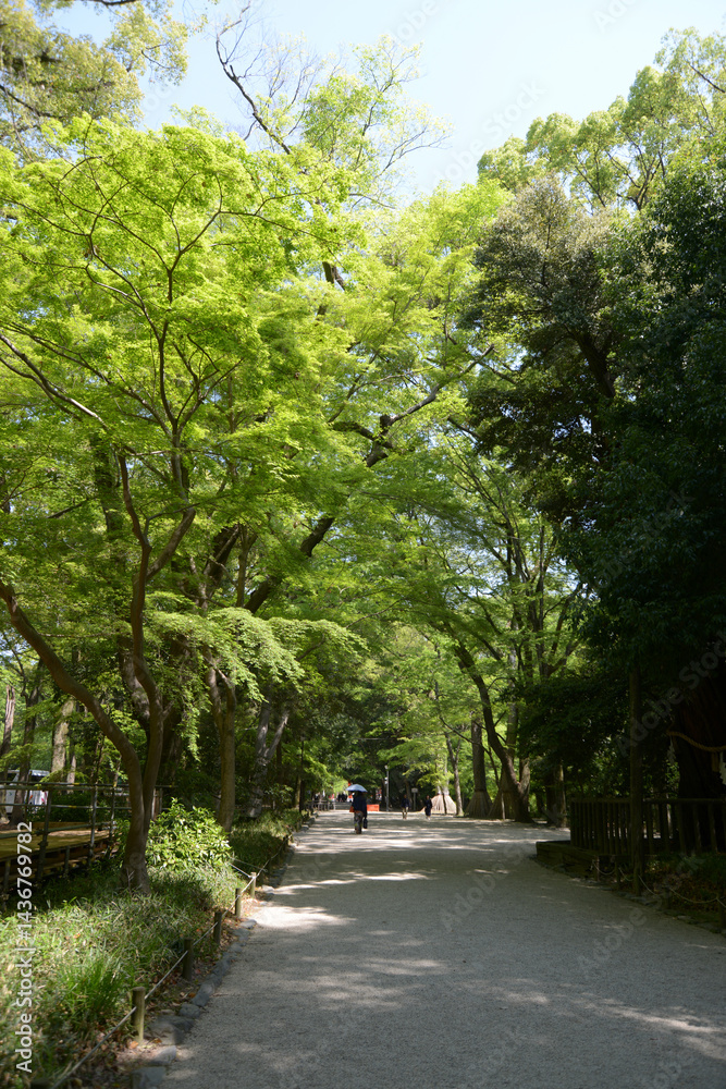 Obraz premium 下鴨神社 新緑の参道 京都市左京区