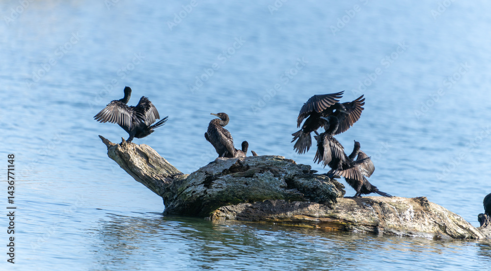 Little black shag or Phalacrocorax sulcirostris on log