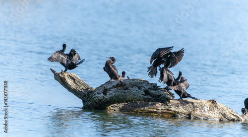 Little black shag or Phalacrocorax sulcirostris on log