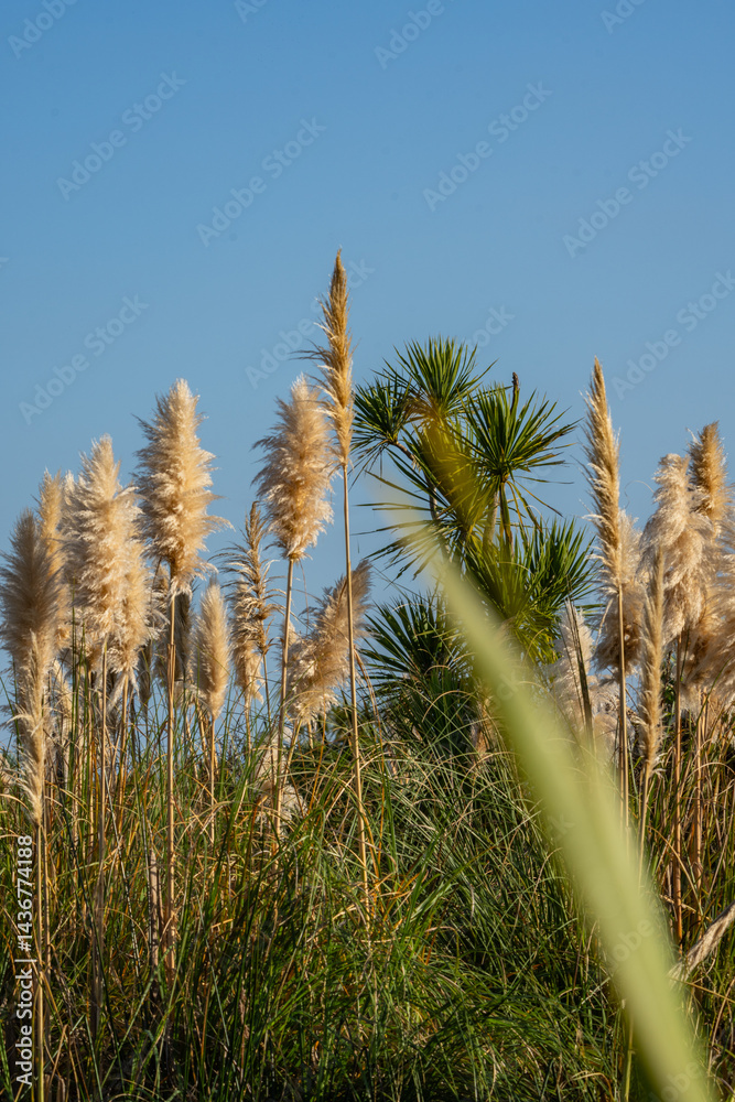 Wetland vegetation comprising New Zealand cabbage tree and pampas grass in vertical composition