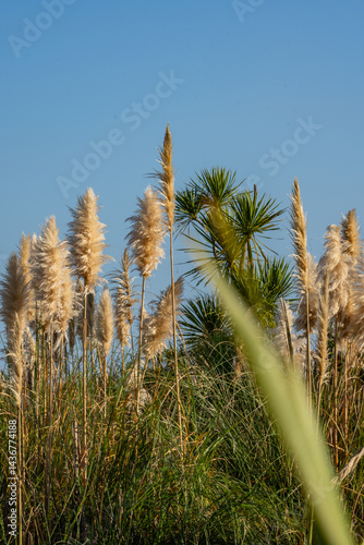 Obraz na płótnie Wetland vegetation comprising New Zealand cabbage tree and pampas grass in vertical composition w salonie