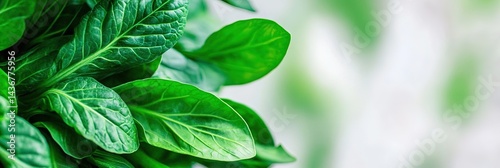 delicious bok choy