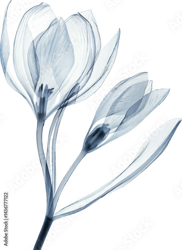 A blue flower with a white stem. The flower is in the middle of the image