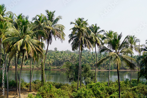 Wallpaper Mural tropical landscape in goa at terekhol river Torontodigital.ca