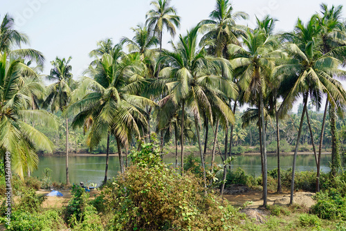 tropical landscape in goa at terekhol river