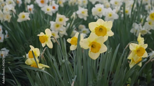 Yellow Daffodils Blooming in Spring
Close-up of yellow daffodils blooming in a green meadow under clear blue sky on a sunny spring day.