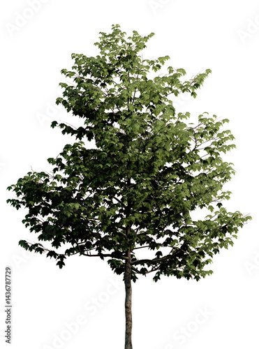 Tree without background	
