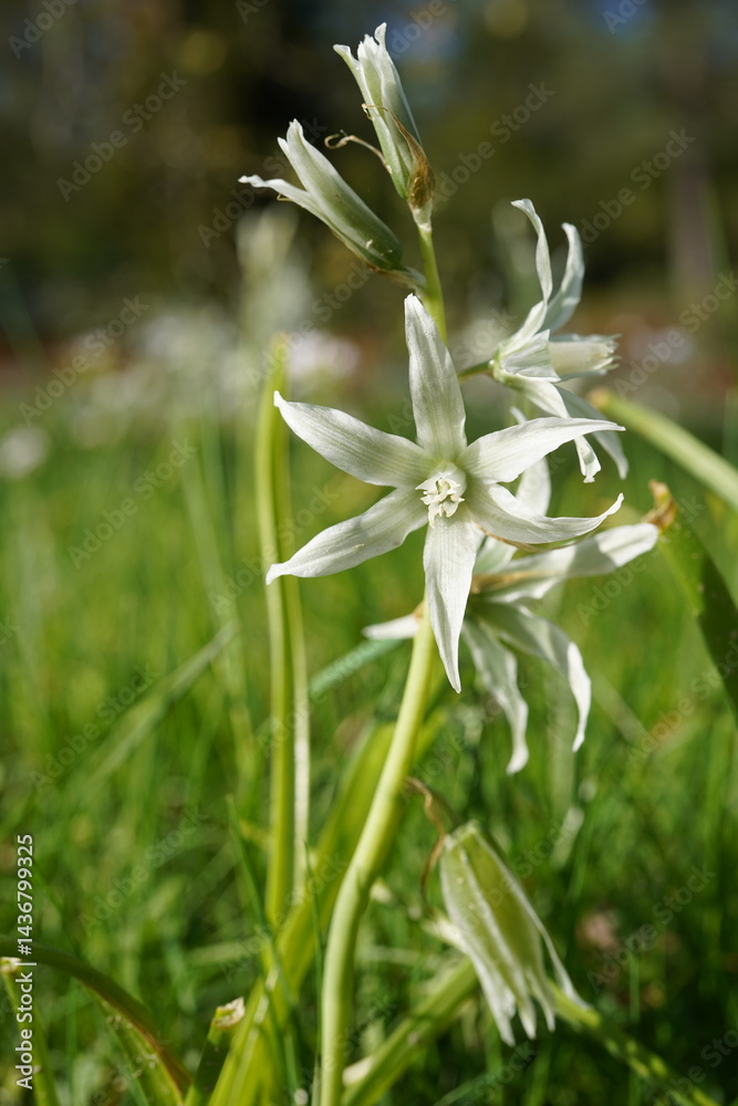 custom made wallpaper toronto digitalclose-up image of dropping star of bethlehem flower on natural meadow