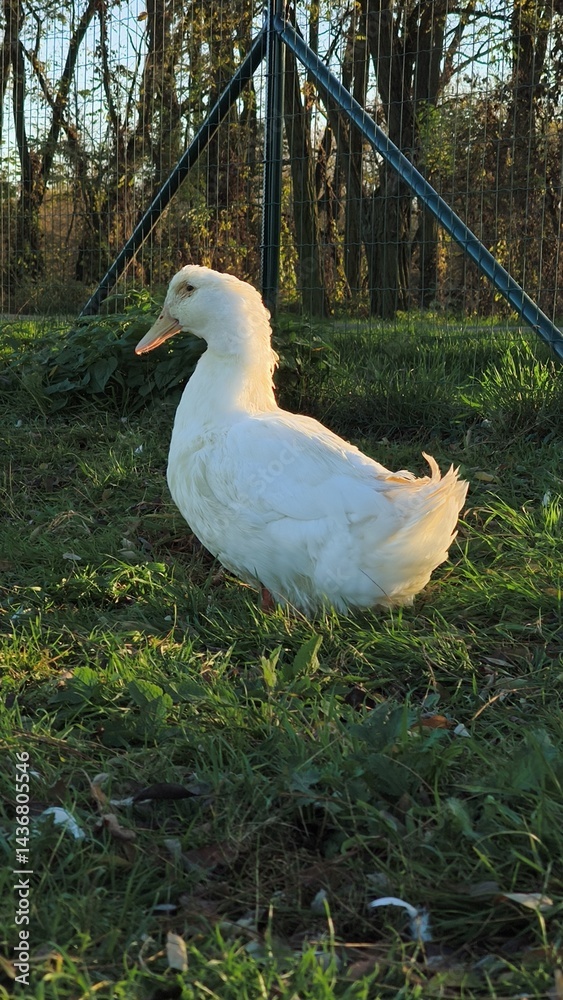 White duck standing gracefully on lush green grass in a serene outdoor setting showcasing its beauty and charm in a natural habitat healthy wildlife concept