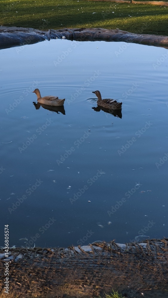 Ducks swimming peacefully in a serene pond reflecting the surrounding nature creating a tranquil atmosphere and showcasing wildlife beauty concept