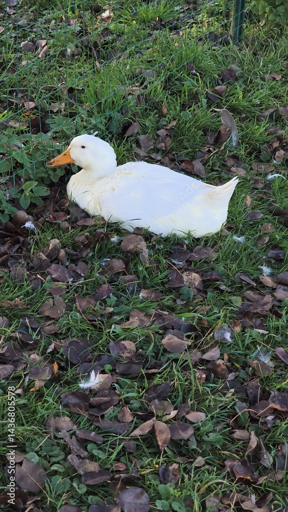 White duck resting on green grass surrounded by fallen leaves in a serene outdoor setting showcasing nature's beauty and tranquility concept