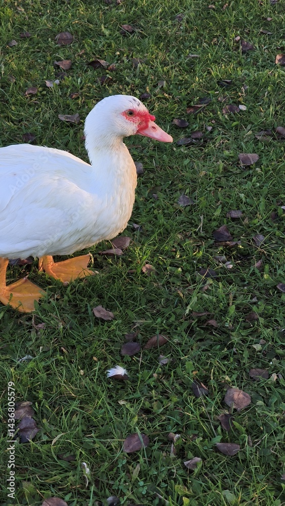 White duck standing on green grass with fallen leaves, showcasing its vibrant features and natural habitat, emphasizing wildlife and nature appreciation concept